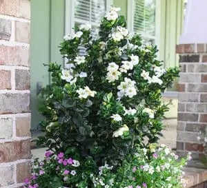 Gardenia Diamond Spire in a nursery pot