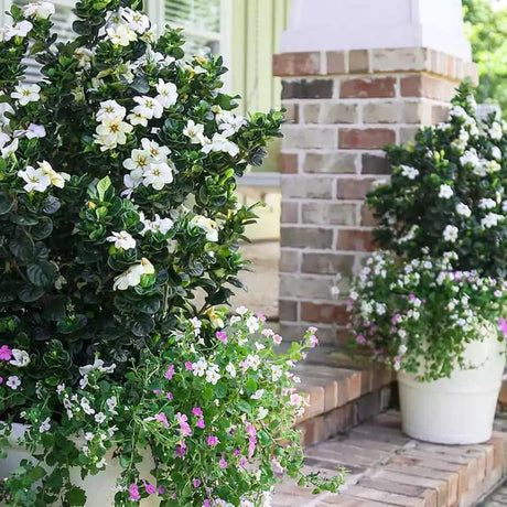Gardenia Diamond Spire blooming shrub in a nursery pot