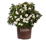 Gardenia ScentAmazing in a nursery pot