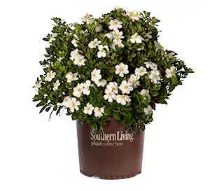 Gardenia ScentAmazing in a nursery pot