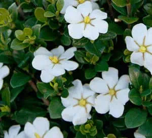 Gardenia ScentAmazing® in a nursery pot with glossy green leaves