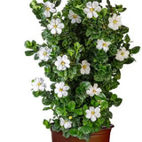 Gardenia Diamond Spire® in a black nursery pot