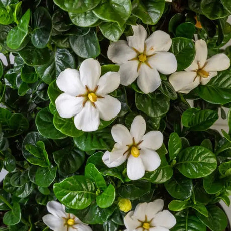 Gardenia Diamond Spire with glossy green leaves in a pot