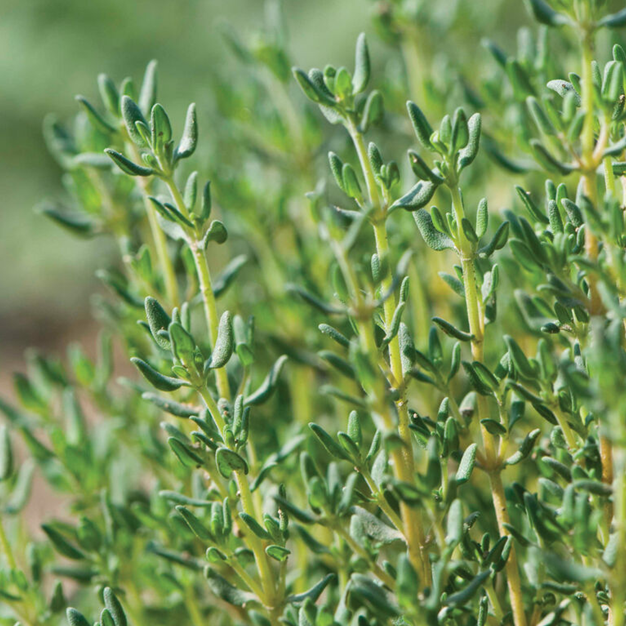 Gardening with Creekside Thyme Seeds - Thumbnail 2