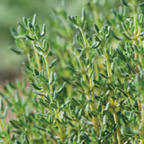 German Winter Organic Thyme Seeds