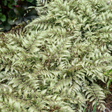 Godzilla giant Japanese painted fern in a nursery pot