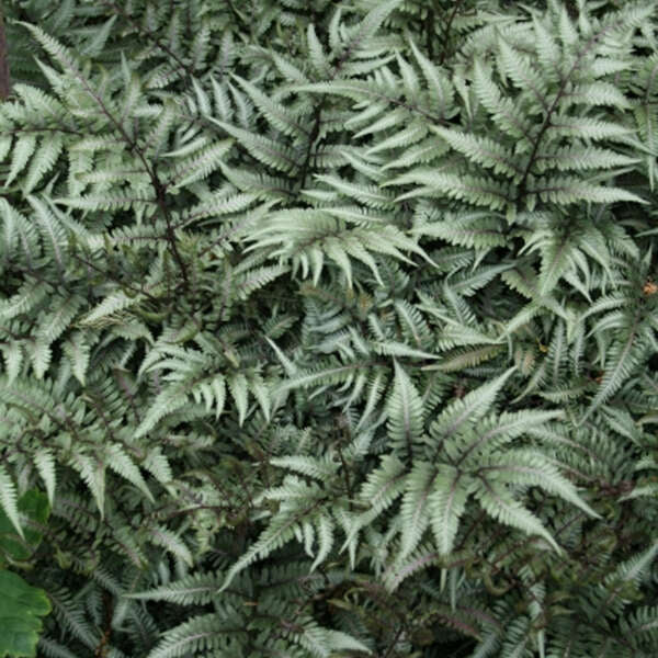 Godzilla giant Japanese painted fern in a pot
