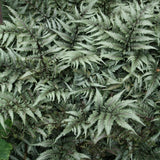 Godzilla giant Japanese painted fern in a pot