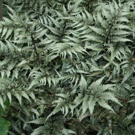 Godzilla giant Japanese painted fern in a pot