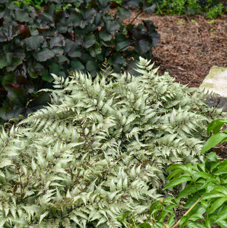 Godzilla giant Japanese painted fern in a nursery pot