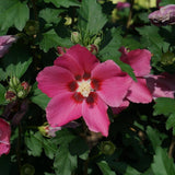 Red Rose of Sharon with red blooms in a container