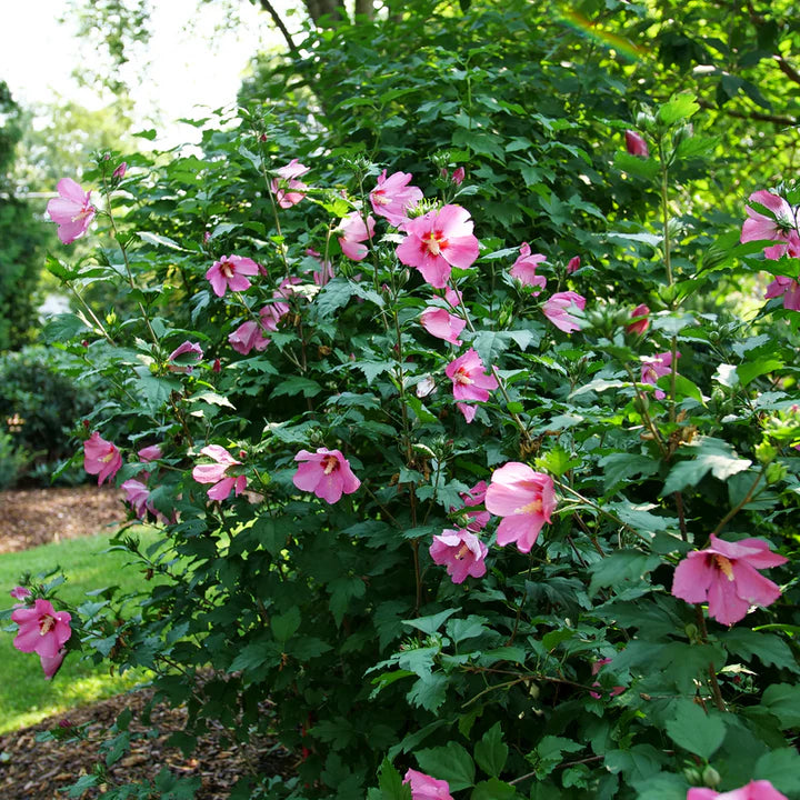 PARAPLU Red Rose of Sharon in bloom with red flowers