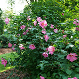 PARAPLU Red Rose of Sharon in bloom with red flowers