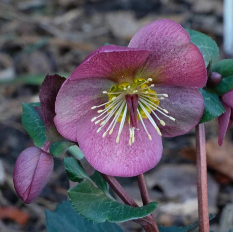FrostKiss Charmer hellebore with pink blooms in a pot