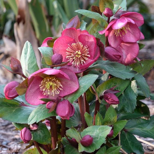 FrostKiss Charmer hellebore with white blooms in a pot