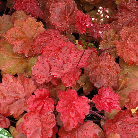 Autumn Leaves heuchera in a nursery pot with orange foliage