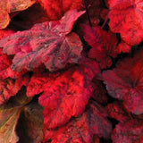 Autumn Leaves heuchera in a nursery pot with colorful leaves