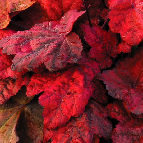 Autumn Leaves heuchera in a nursery pot with colorful leaves