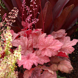 Heuchera Autumn Leaves in a pot with colorful foliage