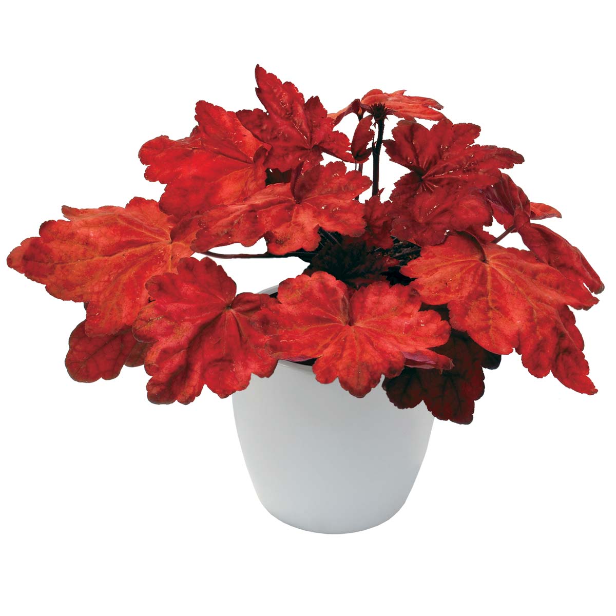 Autumn Leaves' Heuchera | Creekside Champions™ – Creekside Nursery