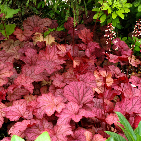 ‘Berry Smoothie’ heuchera with purple-pink leaves in a pot