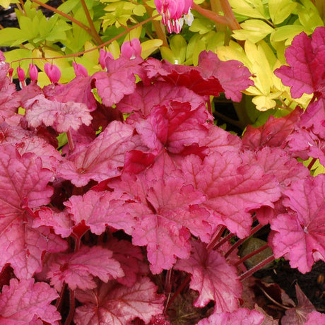 ‘Berry Smoothie’ heuchera in a pot with purple leaves