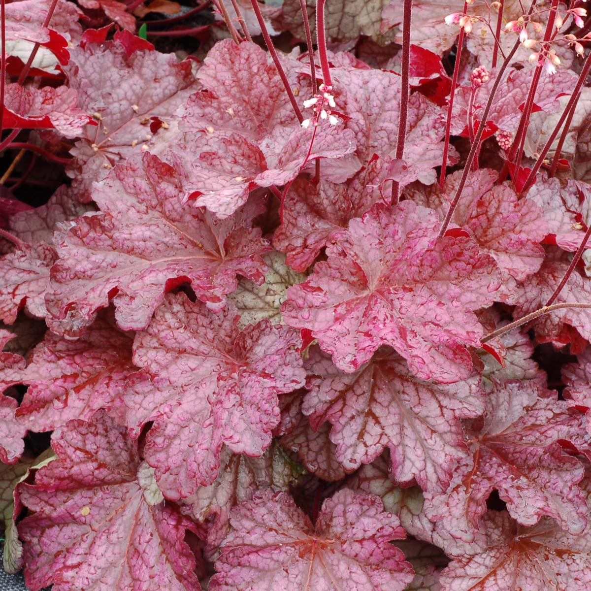 Heuchera ‘Berry Smoothie’ in a garden pot
