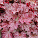 Heuchera ‘Berry Smoothie’ in a garden pot
