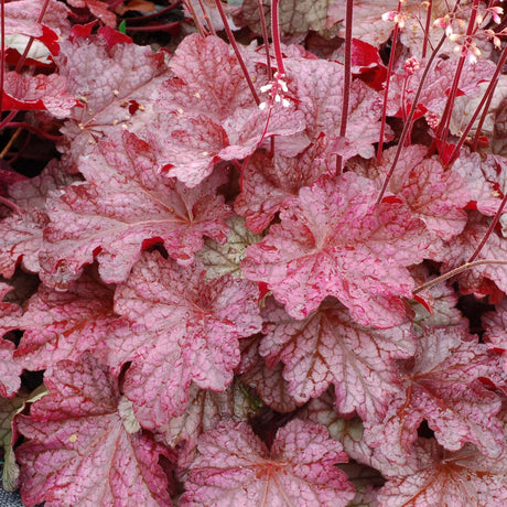 Heuchera ‘Berry Smoothie’ in a garden pot