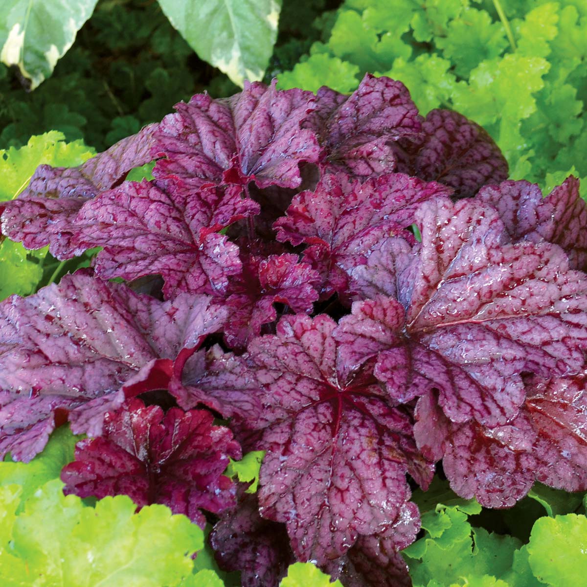 Berry Smoothie heuchera in a nursery pot