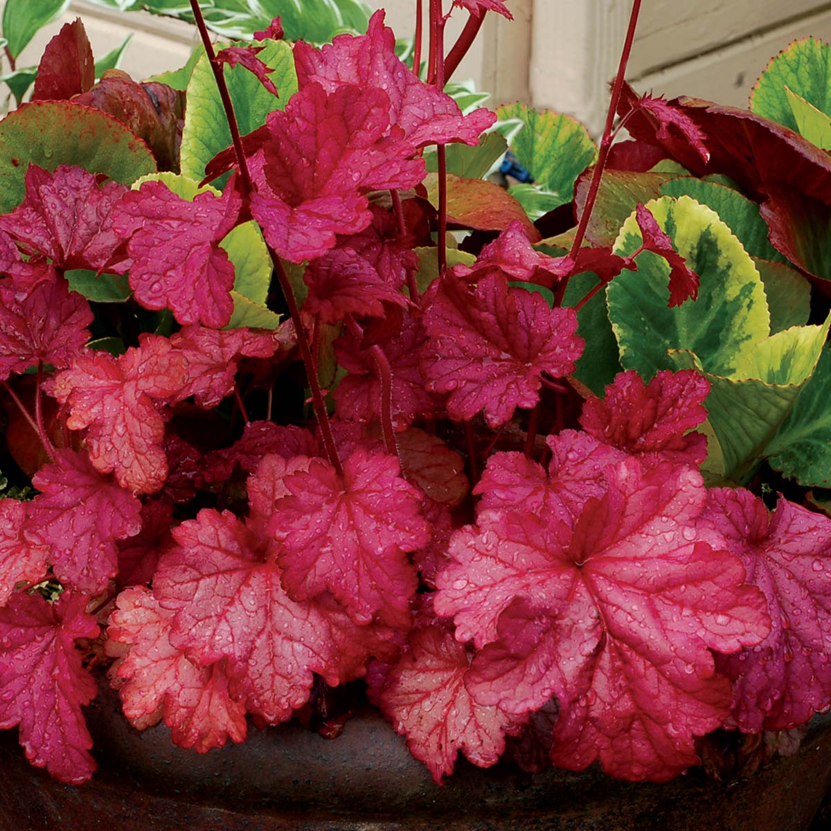 Creekside Champions Heuchera - Thumbnail 3