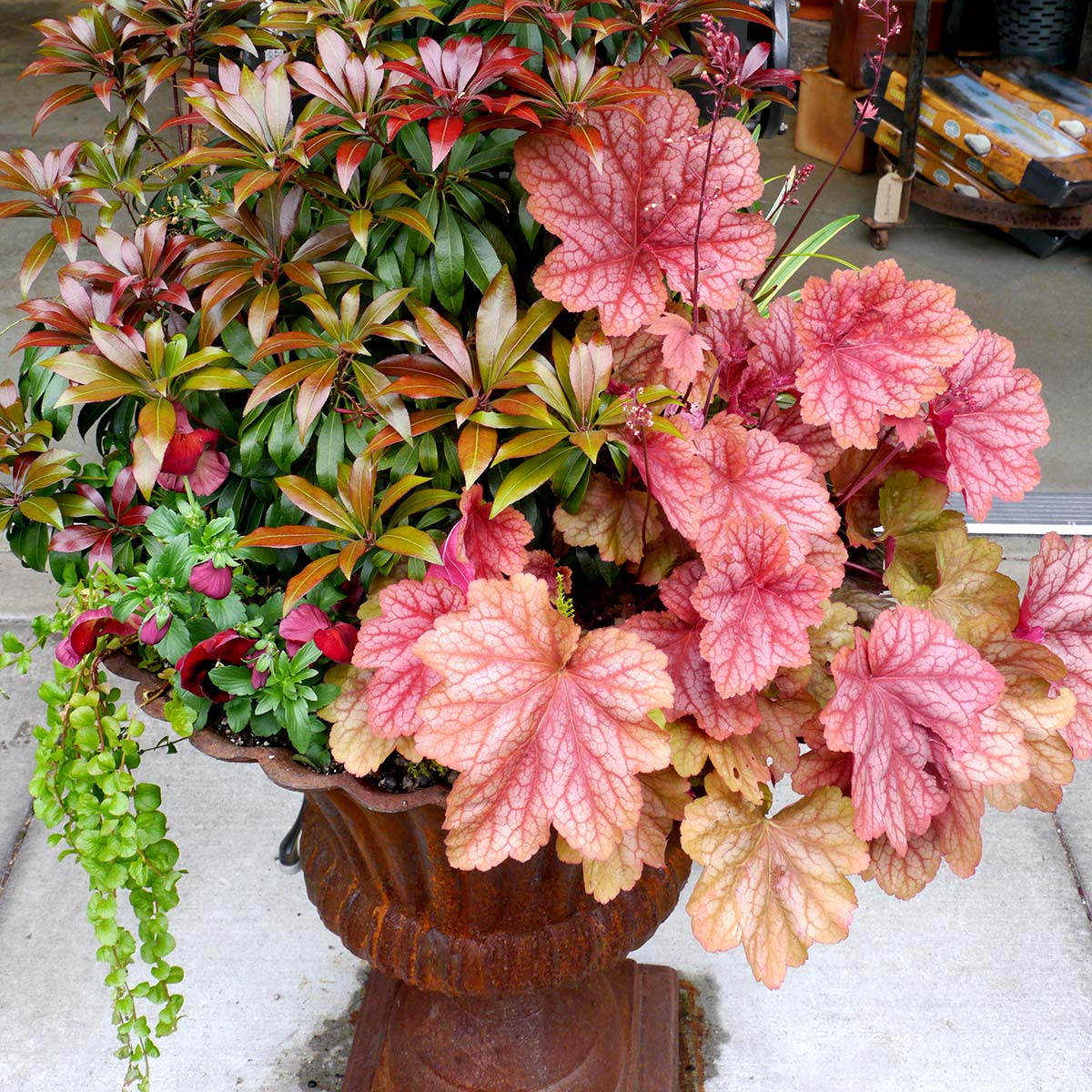 ‘Berry Smoothie’ heuchera in a nursery pot