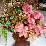 ‘Berry Smoothie’ heuchera in a nursery pot