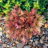 FYRE WING™ 'Amber' Heuchera | Creekside Champions™