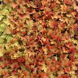 FYRE WING™ 'Amber' Heuchera | Creekside Champions™