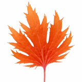 FYRE WING™ 'Amber' Heuchera | Creekside Champions™