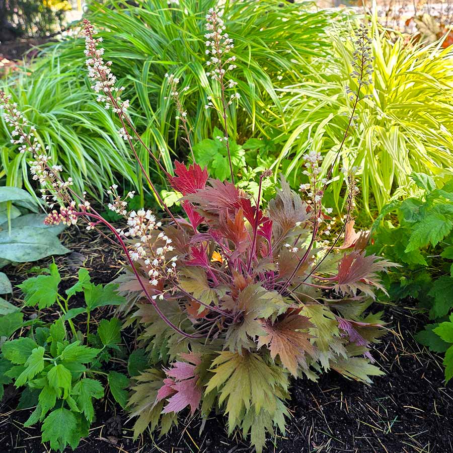 FYRE WING™ 'Amber' Heuchera | Creekside Champions™