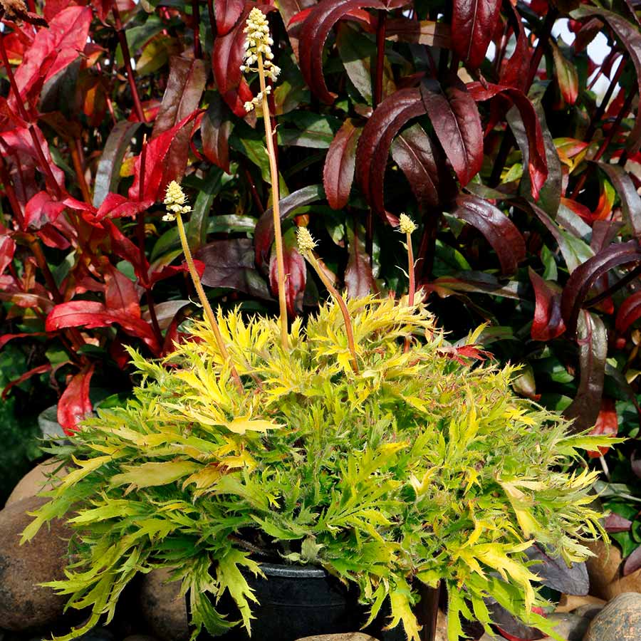 FYRE WING™ 'Heliodor' Heuchera | Creekside Champions™