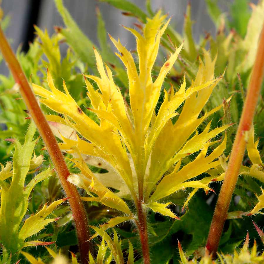 FYRE WING™ 'Heliodor' Heuchera | Creekside Champions™