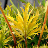 FYRE WING™ 'Heliodor' Heuchera | Creekside Champions™