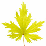 FYRE WING™ 'Heliodor' Heuchera | Creekside Champions™