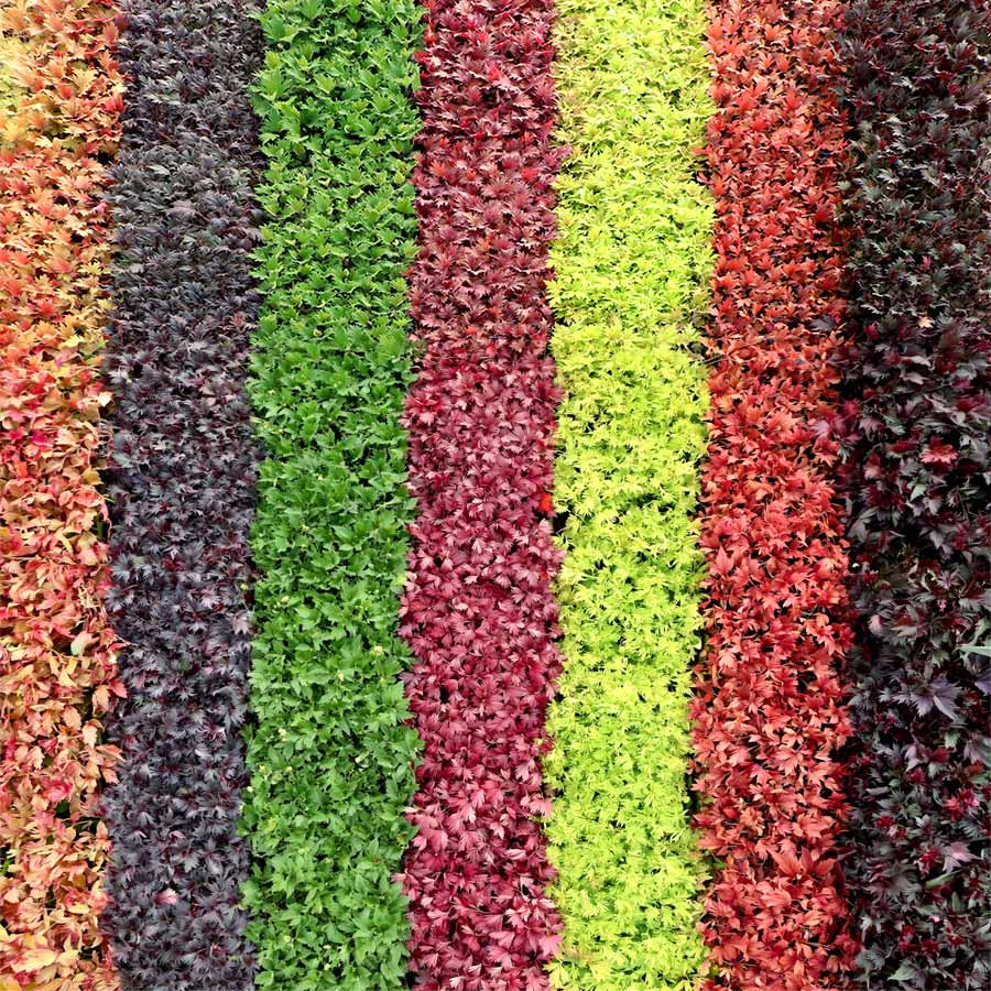 FYRE WING™ 'Heliodor' Heuchera | Creekside Champions™