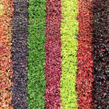 FYRE WING™ 'Heliodor' Heuchera | Creekside Champions™