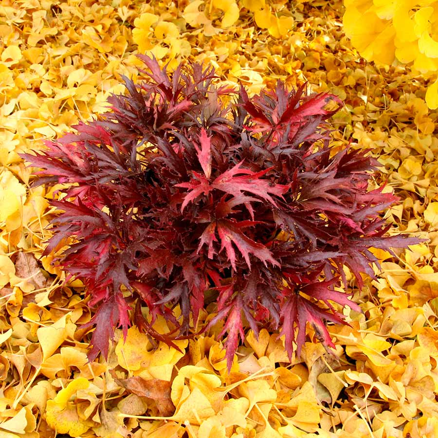 FYRE WING™ 'Hematite' Heuchera | Creekside Champions™