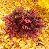 FYRE WING™ 'Hematite' Heuchera | Creekside Champions™