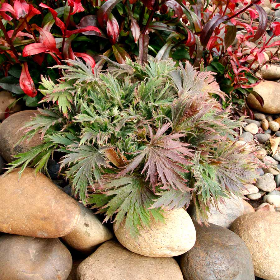 FYRE WING™ 'Jadeite' Heuchera | Creekside Champions™