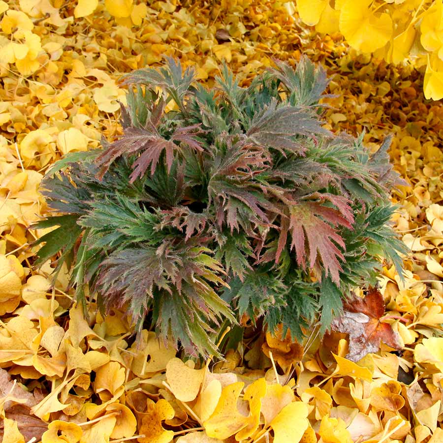 FYRE WING™ 'Jadeite' Heuchera | Creekside Champions™