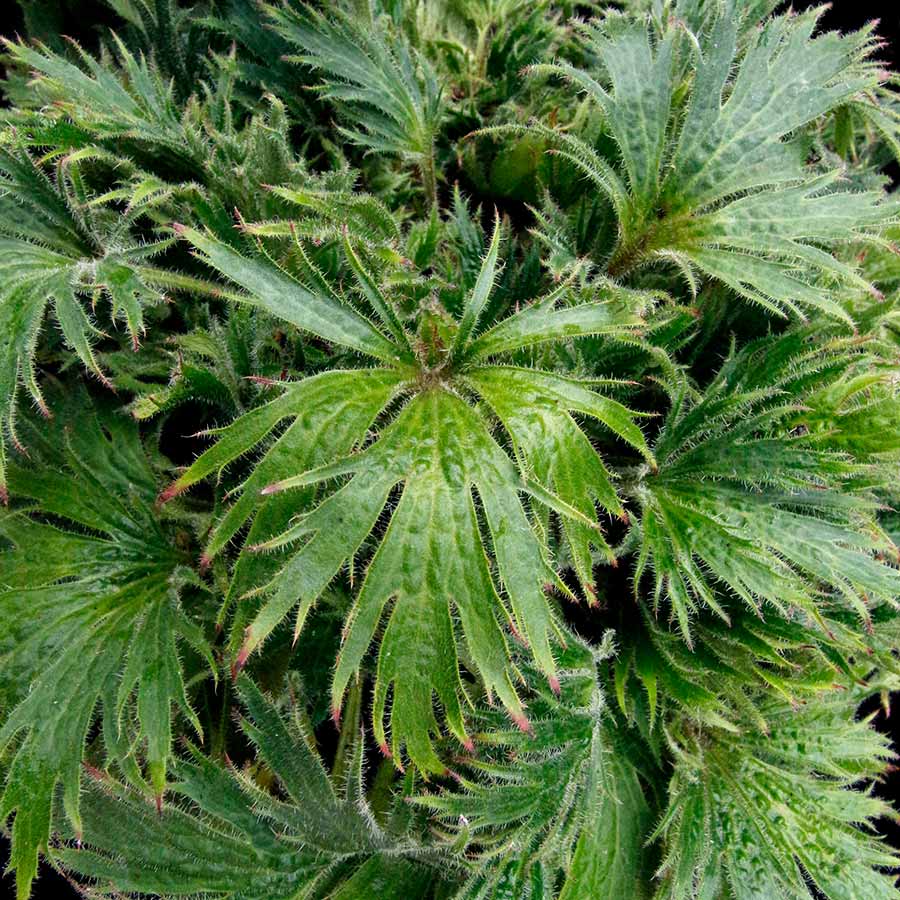 FYRE WING™ 'Jadeite' Heuchera | Creekside Champions™