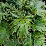 FYRE WING™ 'Jadeite' Heuchera | Creekside Champions™
