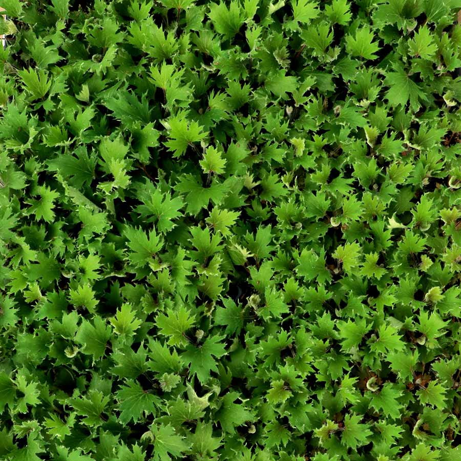 FYRE WING™ 'Jadeite' Heuchera | Creekside Champions™